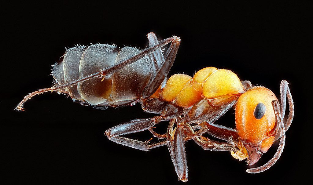 Ant Control service in Fairfield, CA