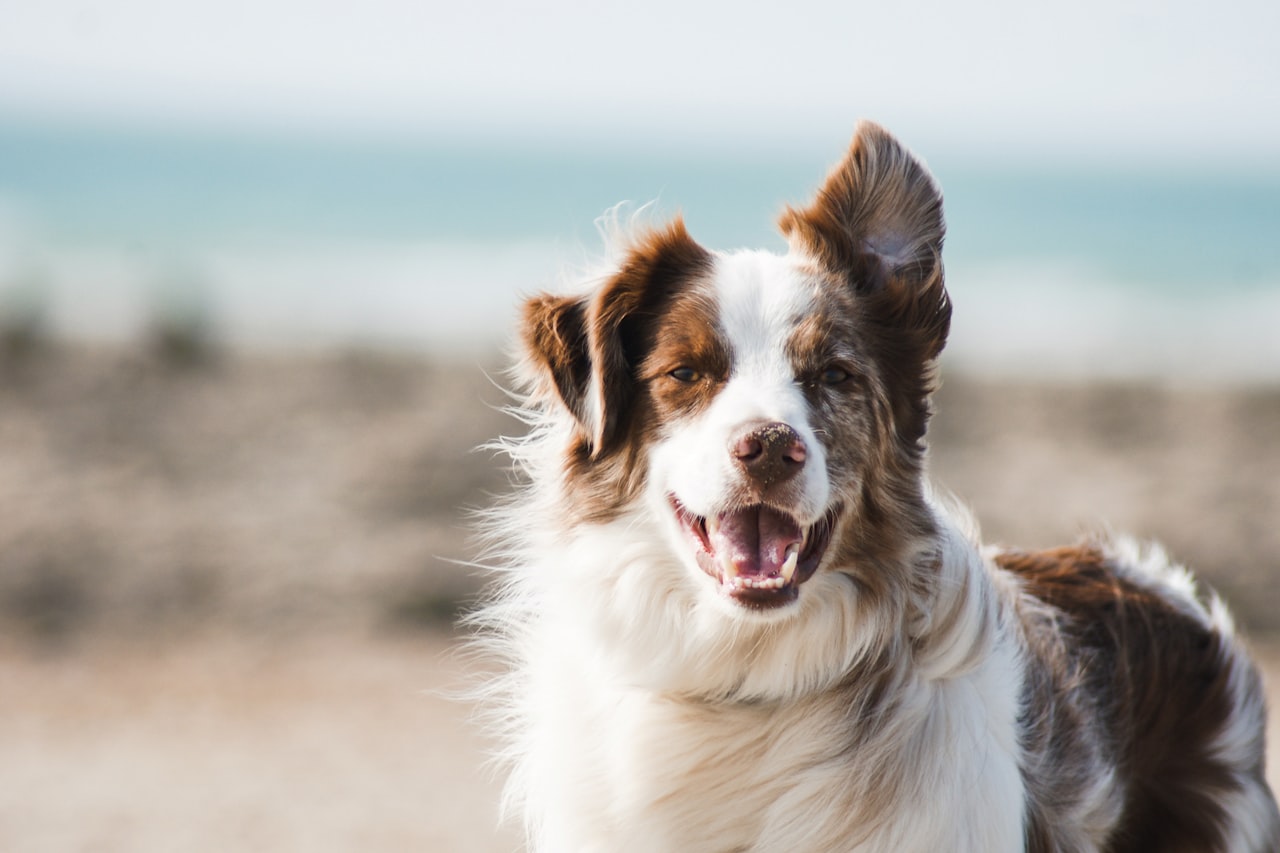 Flea & Tick Control service in Fairfield, CA