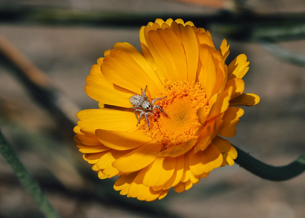 Spider Control service in Fairfield, CA